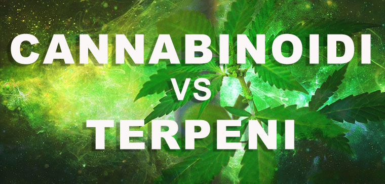 cannabinoidi vs terpeni