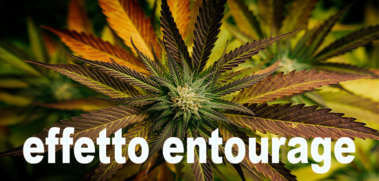 effetto entourage