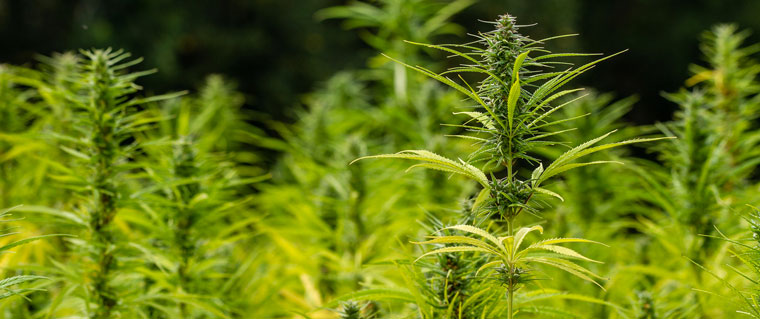 pianta di cannabis