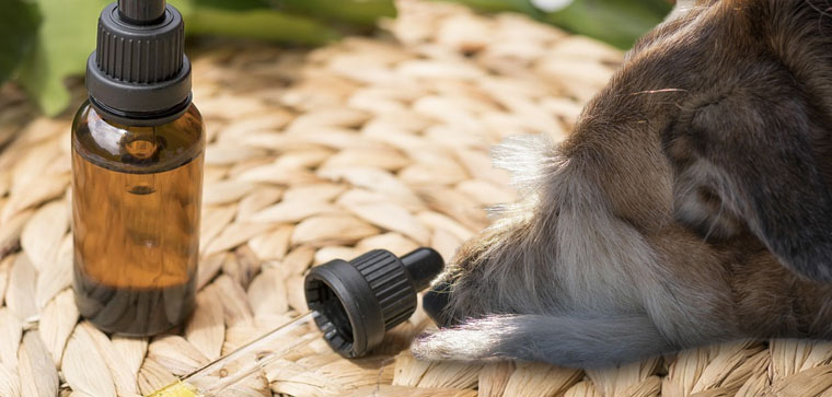 CBD terapia animali