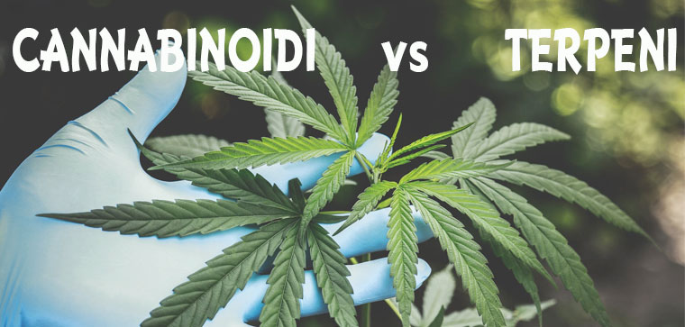 differenze cannabinoidi terpeni