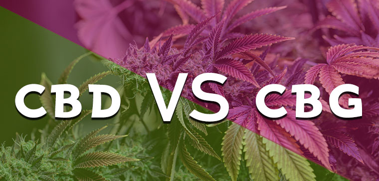 differenze cbd cbg
