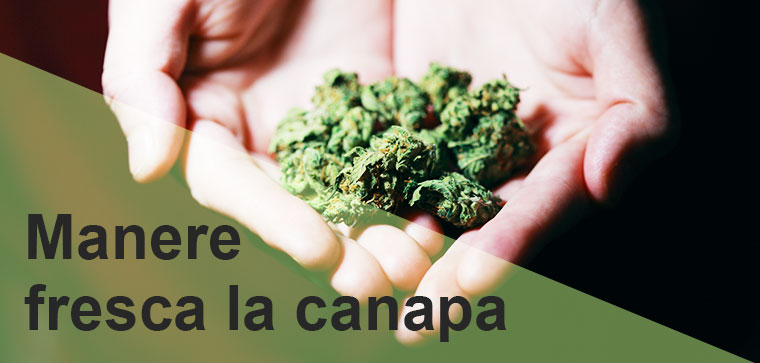 come conservare canapa